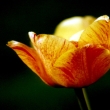 Image 01