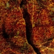 Image 01