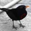 Image 01