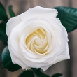 Image 01
