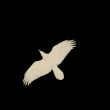 Image 01