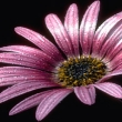Image 01