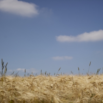 Grainfield