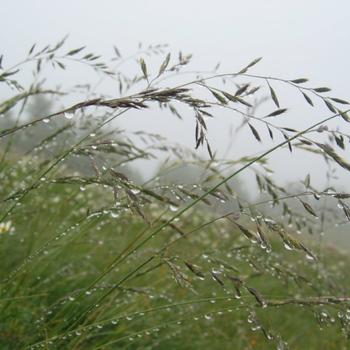 Rainy mountain grass