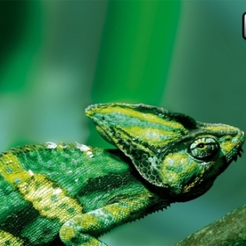 SuSE-Gnome-Linux-Chamelion_1024x768.pg