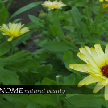gnome_beauty