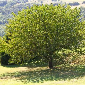 Tree in Mountains, France