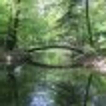 bridge in the park