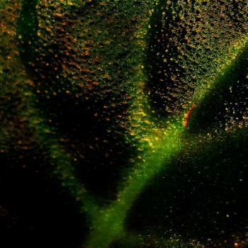 A Leaf (Dark Version)