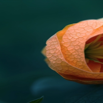 Callianthe picta