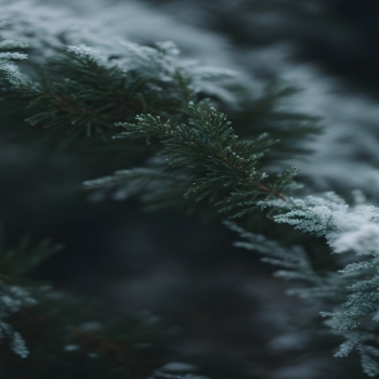 cedar