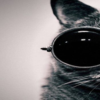 cat-007
