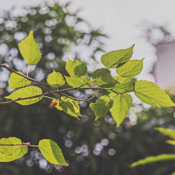 Leaves in the Sun 4K