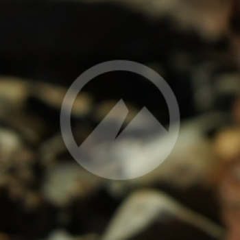 Watermark for Cinnamon