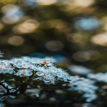 Windows Wallpaper with logo - Flowers