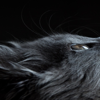 Black Cat Wallpaper - Windows Logo