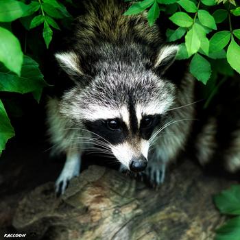 Raccoon Animal HD Wallpaper