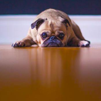 13Great_mood_from_the_puppy_0oxg