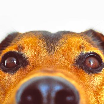 16Great_mood_from_the_puppy_0oxg
