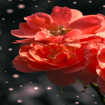 3Beautiful-Flowers-GnomeWallpaper