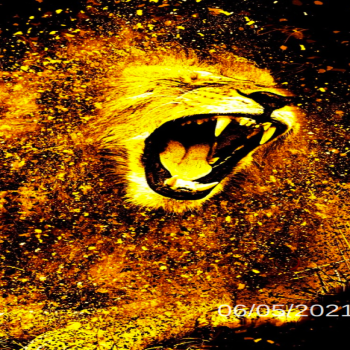 023-Lion-roar-splash