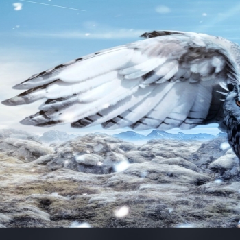 Fantastically-beautiful-owl-020Linux