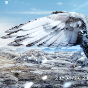 Fantastically-beautiful-owl-020-SPLASH