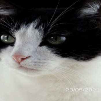 Animation-Live-Cat-screensaver