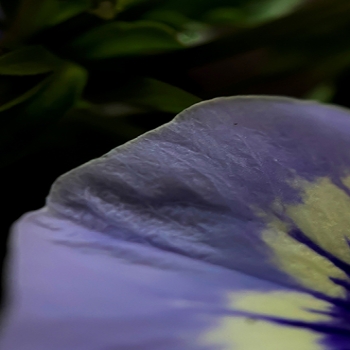 KDE Macro 4K Backgrounds