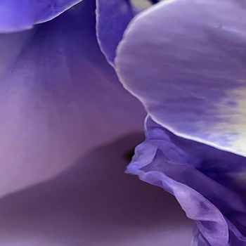 KDE Macro 4K Backgrounds