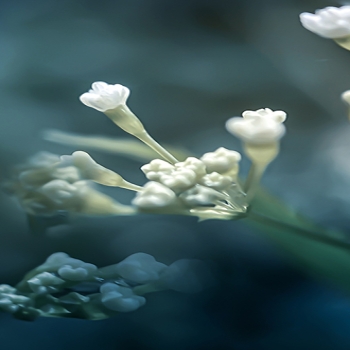 KDE Macro 4K Backgrounds