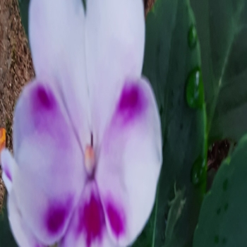 White and pink flowers