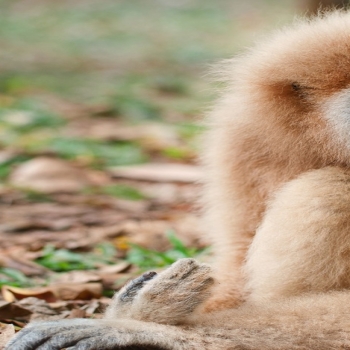 Gibbon Primate 2019 High Quality Desktop