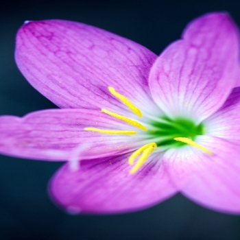 Pink Orchid Closeup Bokeh 4K Ultra HD