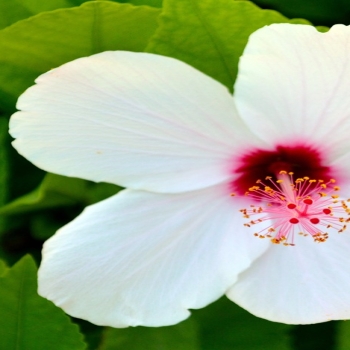 White flower petal plant garden