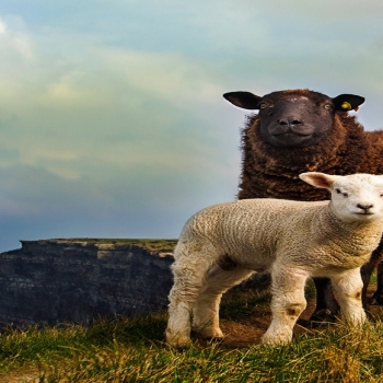 Mountain meadow animal hill sheep