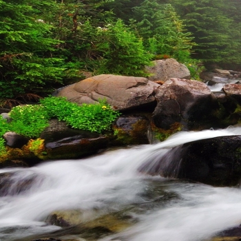 Spring green jungle waterfall river fog