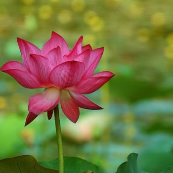 Flower Green Pink Lotus Bokeh Photo 4K HD Flower_Green_Pink_