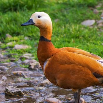 Ruddy Shelduck 2017 Animal HD Wallpaper