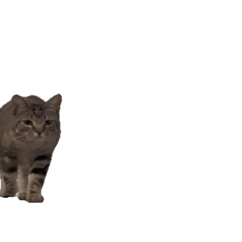 bingle