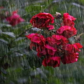 Natures Voice