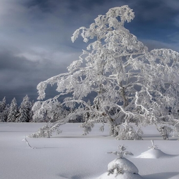 Snow Season Wallpaper