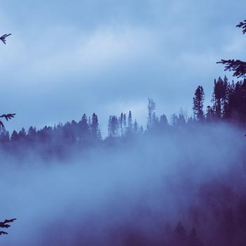 Misty forest