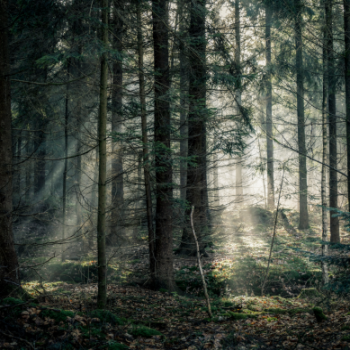 KDE Plasma - Dark forest
