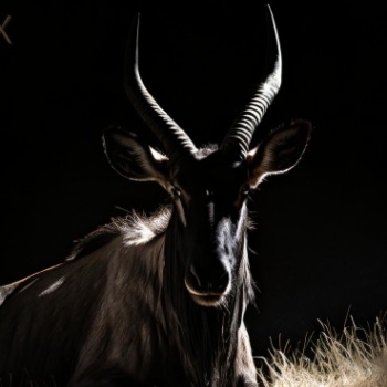 GNU Linux - Sitting GNU - Black background