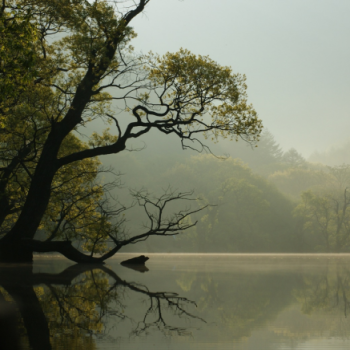 Gnome - Quiet lake and trees