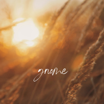 Gnome - Close-up of grass with a soft focus on sunset