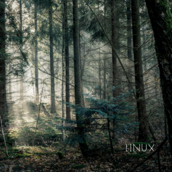 Linux - Dark forest with sunlight