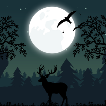 Forest by night