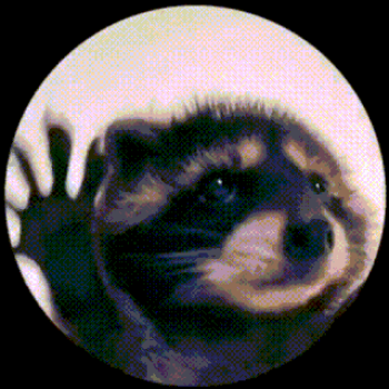Pedro Raccoon Plymouth